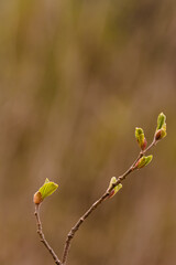 Zweig mit Knospen
