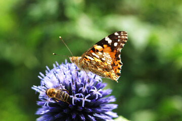 Painted Lady, Vanessa Cardui, Nymphalidae