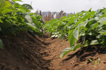 surcos de siembras en el campo