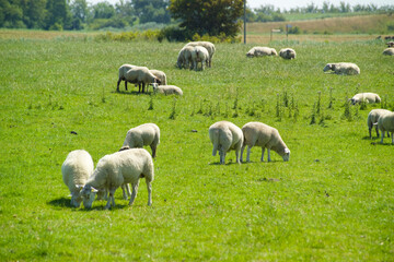 Obraz premium Butjadingen