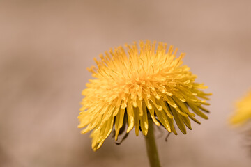 L&ouml;wenzahn w&auml;chst auf einer Strasse