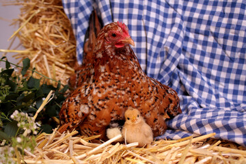 Hen With Chicken