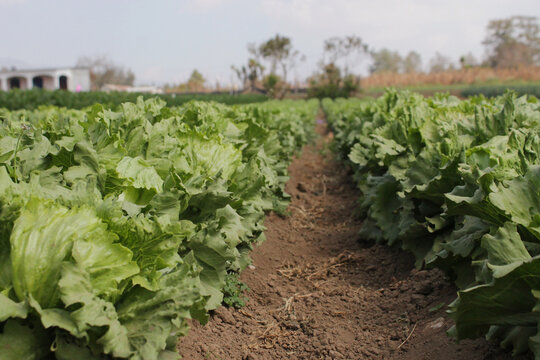 surcos de siembras de lechuga en el campo.