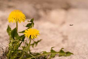 L&ouml;wenzahn w&auml;chst auf einer Strasse