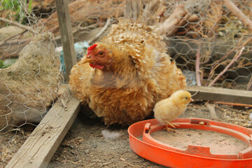 Gallina con sus pollos en un corral en la granja.