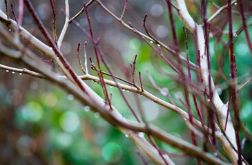 Branch With Raindrops