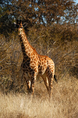 Giraffe