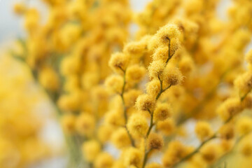 Spring flowers of mimosa. Mimosa close up, spring season concept. symbol of March 8, happy womens day. selective focus. The yellow acacia is large.