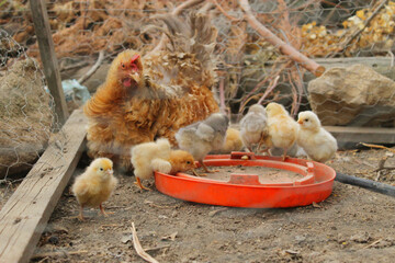Gallina con sus pollos en un corral en la granja.