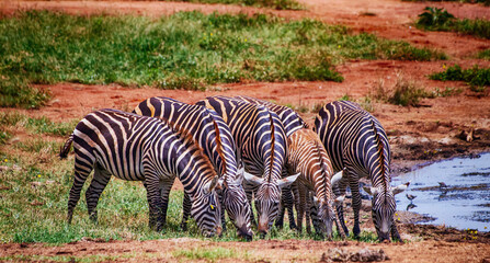 Fototapeta na wymiar Group of Grevy's zebras stands by the pond.