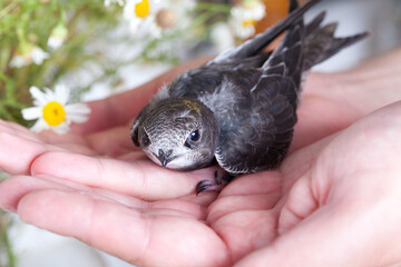 Young common swift