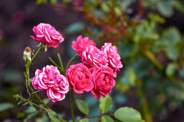 pink rose bush