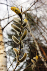 Willow. Branches of willow Salix caprea with buds bloom in early spring. The background is blurred. A branch of willow with buds of a large plan. Vertical photo