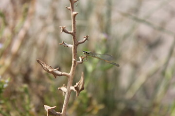 Odonate ; demoiselle