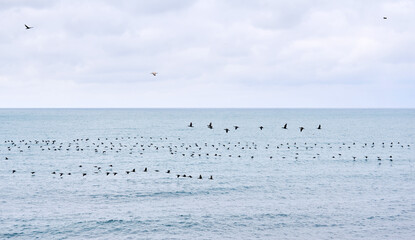seascape with a flock of migratory birds flying low over the water