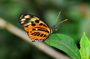 Heliconius Xanthocles, Nymphalidae