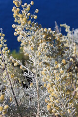 Armoise arborescente