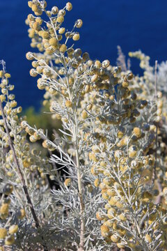 Armoise arborescente