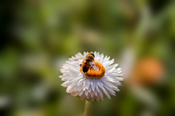 pollination