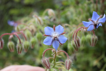 Bourrache officinale