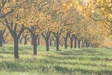 Verger de mirabelliers en Lorraine en automne