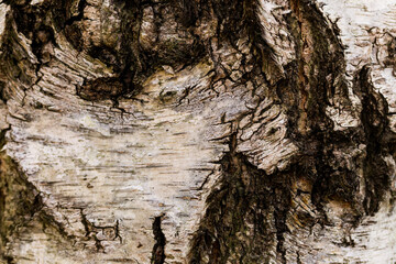 Birch bark in close-up 