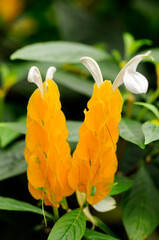 Golden Shrimp Plant, Pachystachus Lutea, Acanthaceae