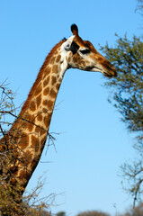Giraffe, Africa