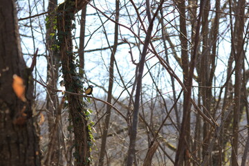 Mésange charbonnière