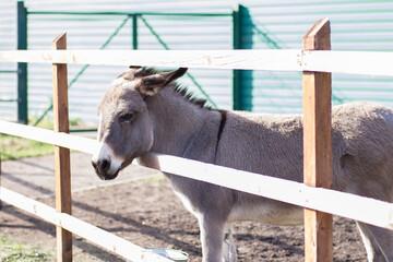 Fototapeta premium A beautiful donkey stands peeping out from behind a wooden fence