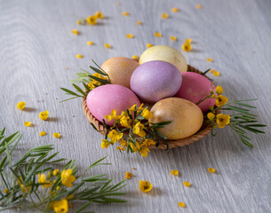 Easter background, colorful eggs on a wicker plate decorated with yellow flowers. Wood background