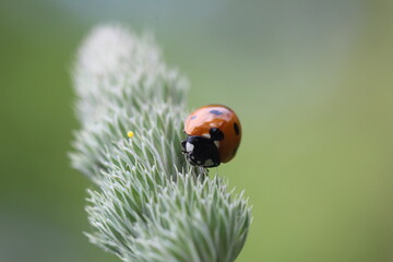 Coccinelle