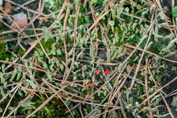 cladonia with red apothecia closeup