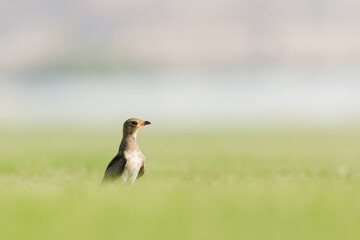 Collard pratincole on green grass field. green color background. Glareola Pratincola Bahrain