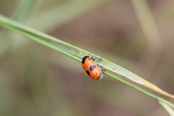 Insecte