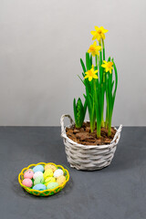 Yellow daffodils with bulbs in a large pot with eggs for Easter on the background of a gray wall. Place for an inscription.