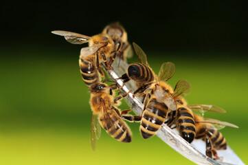 Bees