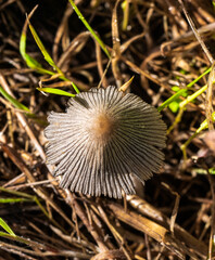 mushroom in the grass