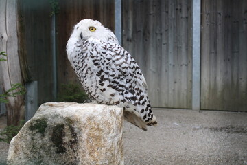 snowy owl in the zoo