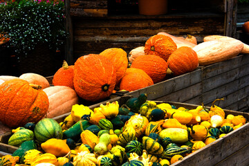 pumkins