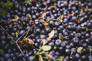 Lots of ripe and juicy freshly picked blueberries with leaves. Background.     