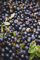 Lots of ripe and juicy freshly picked blueberries with leaves. Background.     