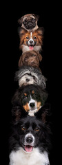 Portrait of six dogs piled up vertically