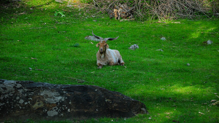Obraz premium A he-goat with huge horns standing in a meadow, with fixed eye sight and crossed legs. Traditional grazing in Carpathia, Romania.