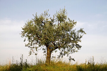 Olive tree (Olea europaea) on Lake Garda