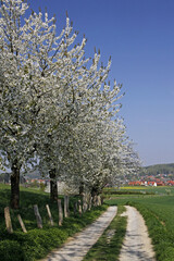 Footpath With Cherry Trees In Hagen, Lower Saxony, Germany, Europe