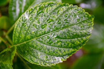 Spring, water drops on green leaves concept: Rain falling on bright fresh plants. Morning dew in the garden. Natural botanic background with copy space. Macro shooting with detail