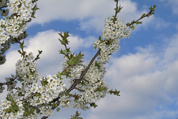 Cherry Blossom