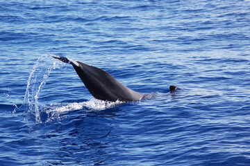 Whale fin