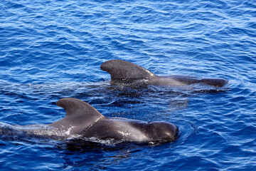 Obraz premium Pilot whales